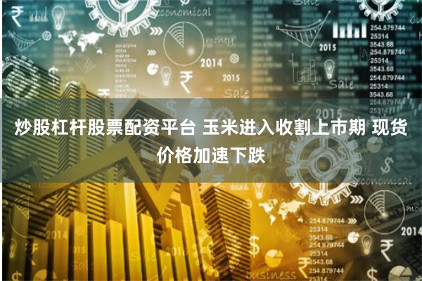 炒股杠杆股票配资平台 玉米进入收割上市期 现货价格加速下跌